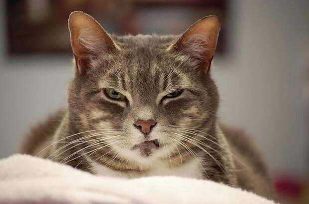 кошки, которые хотя убить своих владельцев, злые кошки