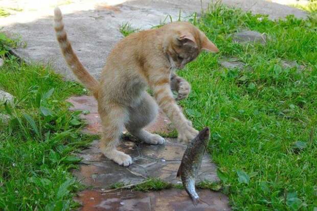 Себе не обязательно, а коту надо доказывать, что ты рыбак