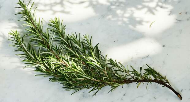 Розмарин от А до Я: как вырастить на подоконнике и не испортить блюдо