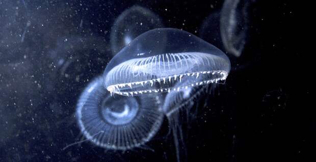 Магия живого света Магия живого света биолюминесценция, животные, насекомые, свет, свечение