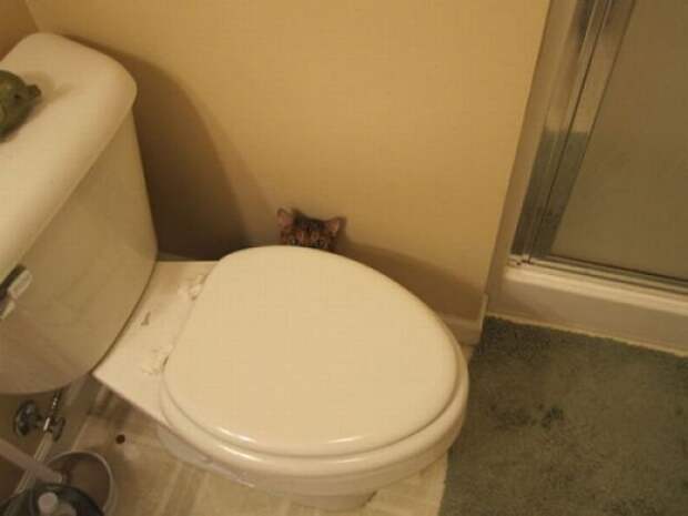 Коты в засаде