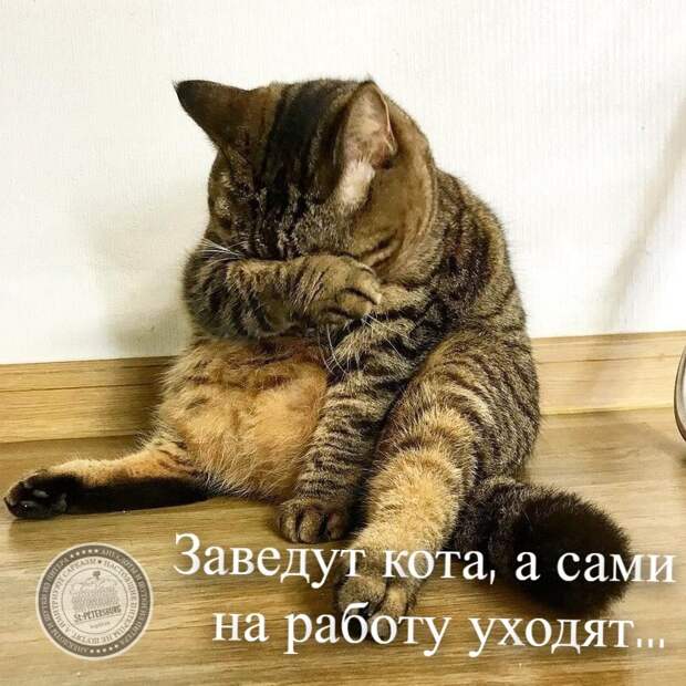 Кот
