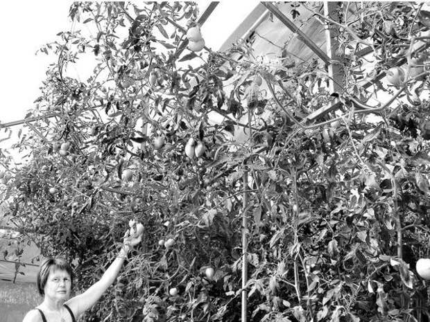 Вот так растут томаты под укрытиями в огороде Николая Курдюмова (снимок сделан 16 сентября). Фото из книги Огород. Пошаговое руководство на каждый месяц