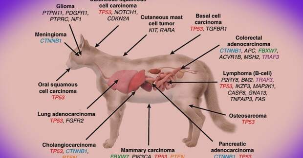 Кошачьи опухоли по генам оказались близки к человеческим — масштабное исследование
