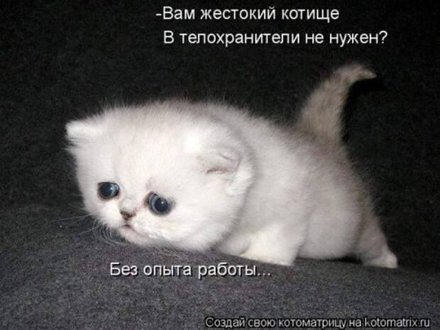 Лучшие котоматрицы недели (28 фото)
