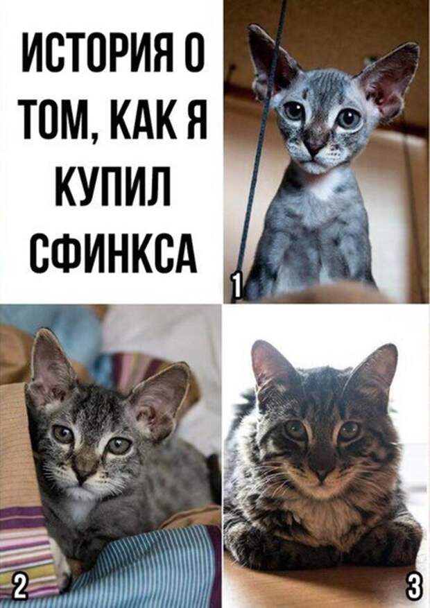 Прикольные и смешные картинки картинки, прикол, юмор