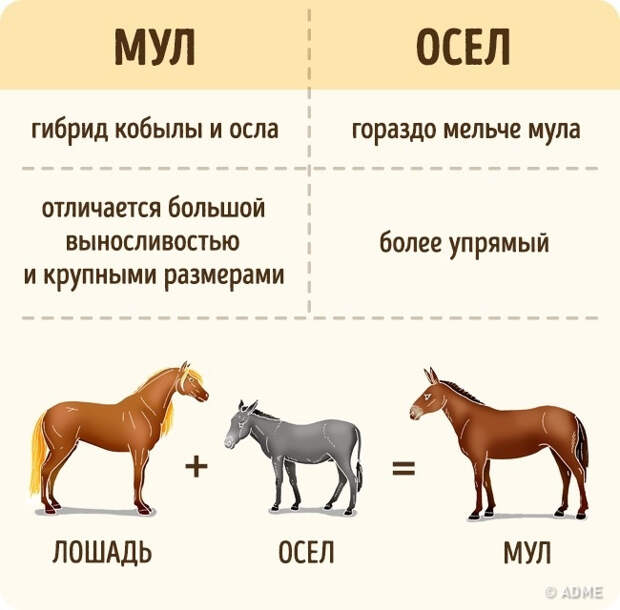 Осел и мул. 10 простейших вещей, которые мы путаем еще со школы. Фото с сайта NewPix.ru