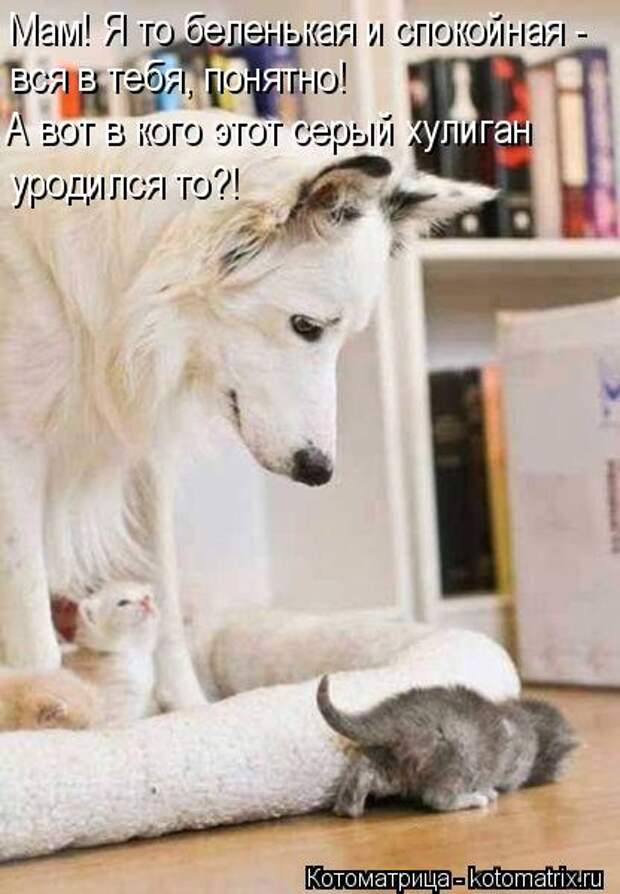 Котоматрица: А вот в кого этот серый хулиган  уродился то?! Мам! Я то беленькая и спокойная -  вся в тебя, понятно!