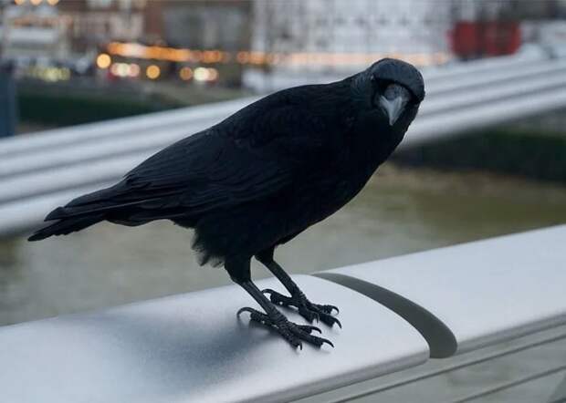 Bigpicture ru без названия 2022 06 22t105921.393