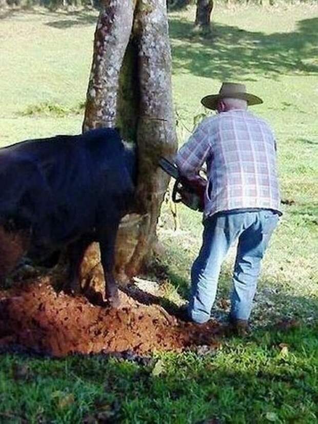 телочки