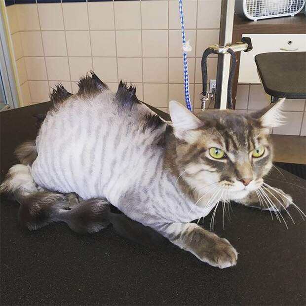 Коты и стрижка под динозавра
