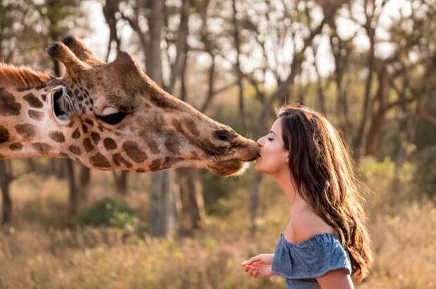 Поцелуй с жирафом (www.africanbudgetsafaris.com)