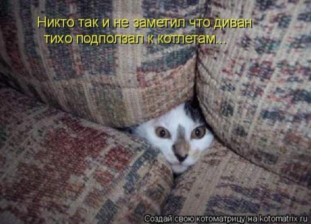 Лучшие котоматрицы недели