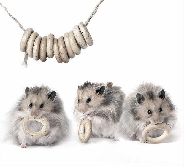 hamsters13 hamsters13 Натюрморты с хомяками
