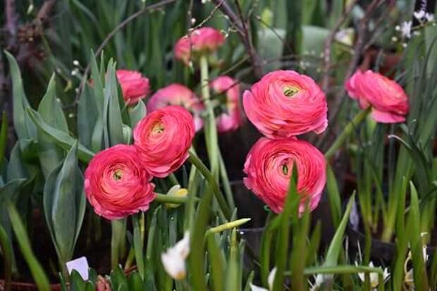 «Это стыдно»: депутат возмутился резким скачком цен на цветы в преддверии 8 марта