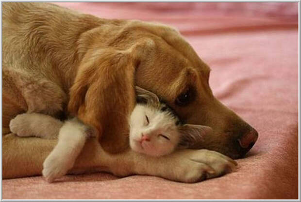 Картинки по запросу кошка с собакой спят