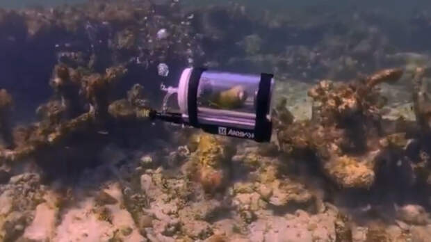 Дайвер на Багамах погрузился на глубину вместе с попугаем