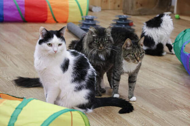 Жуткая история, которая шокировала всю округу: обглоданное кошками тело пенсионерки почти месяц разлагалось в квартире