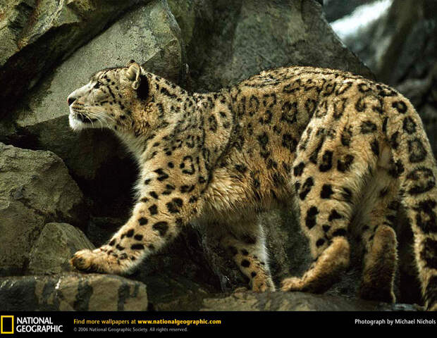 Большие кошки в объективе National Geographic