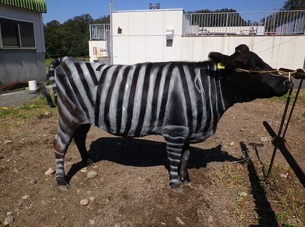 Ученые «создали» гибрид зебры и коровы
