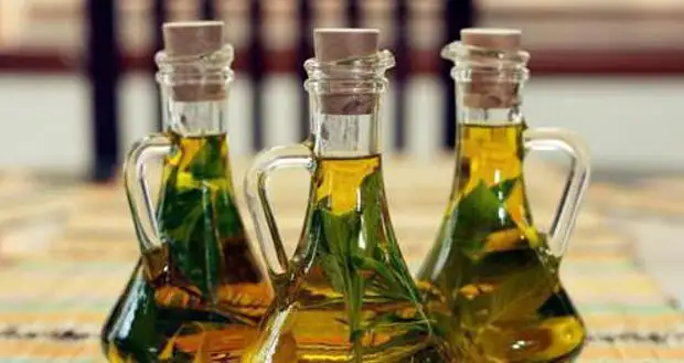 Золотой ус - лечебные свойства, рецепты и применение