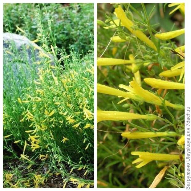 Пенстемон сосноволистный Mersea Yellow общий вид и цветки крупным планом. Фото с сайта lambley.com.au