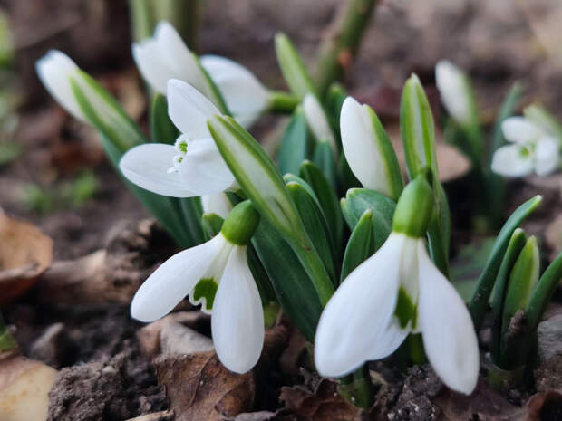В Крыму расцвели подснежники: где можно полюбоваться полями первоцветов