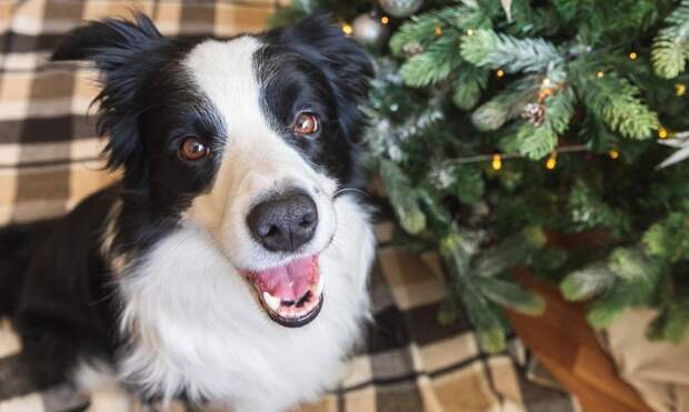 Чем побаловать собаку, если очень хочется: ветеринар дала список разрешенных продуктов