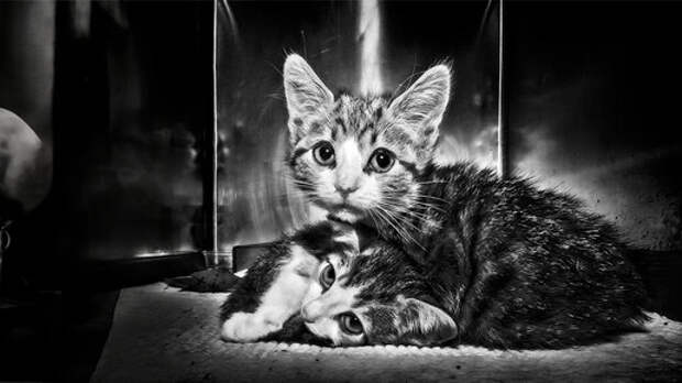 Цветы на асфальте