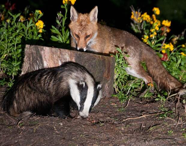 Блог - Создания, которые любят игры, уборку и походы в гости: 7 любопытных фактов о барсуках Создания, которые любят игры, уборку и походы в гости: 7 любопытных фактов о барсуках