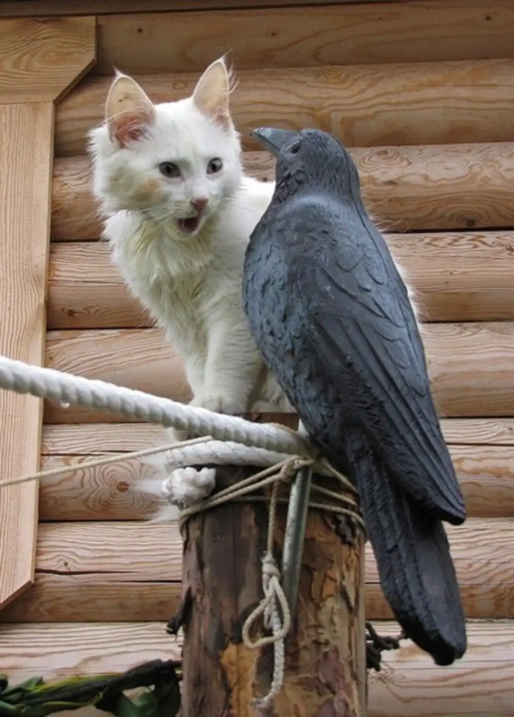 Ворона кот и попугай фото