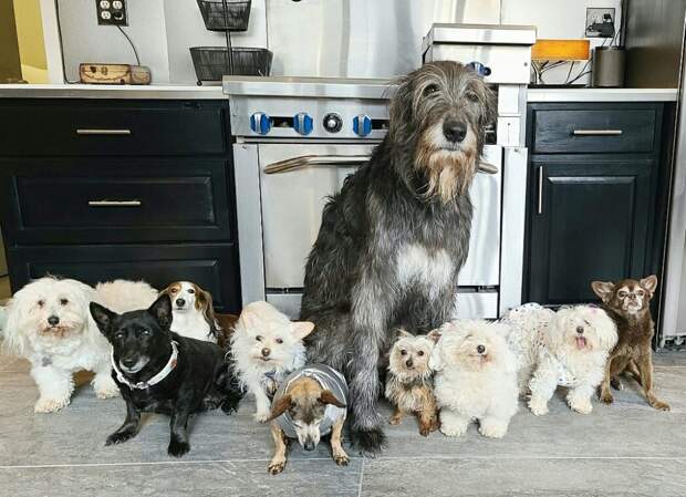 Стив Грейг посвятил свою жизнь спасению престарелых собак, которые не могут найти дом
