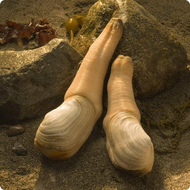 Гуидак (лат. Panopea generosa)