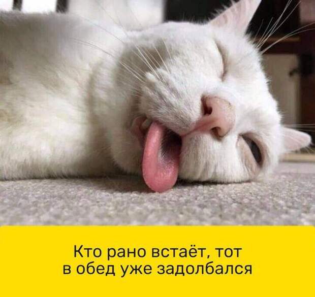 Доброе утро я проснулась картинки