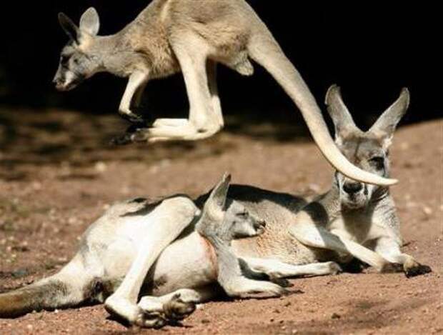 Роды кенгуру: как это происходит. Воспитание потомства