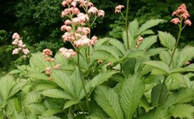 ФОТО Роджерсия Дью_Шон