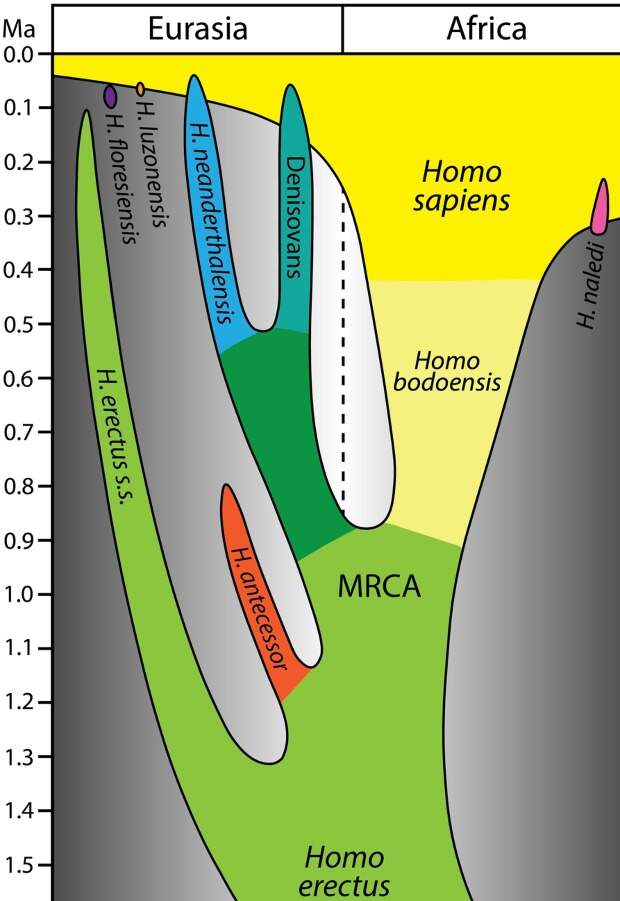Африканских предков современных людей назвали Homo bodoensis