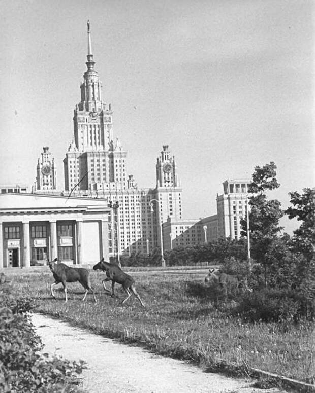 MSU18 Главное здание МГУ: история строительства