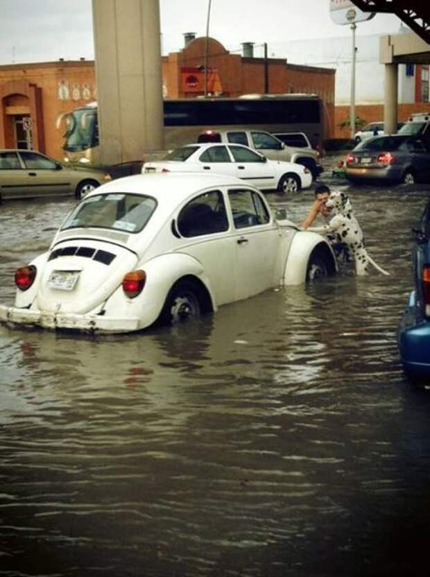 Прикольные картинки