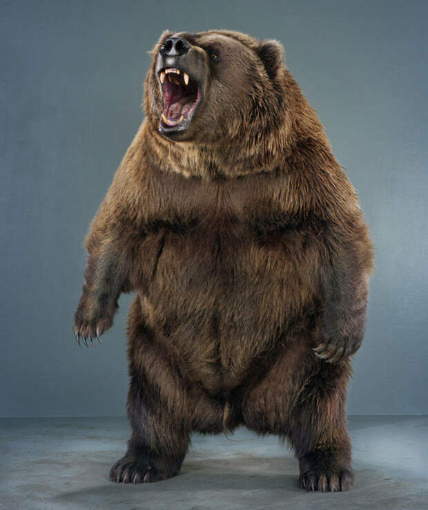 Ми-ми-мишки