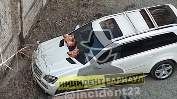 Неизвестный оставил свиные головы на автомобиле в Барнауле