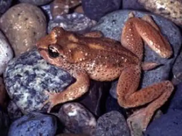 Tailed frog