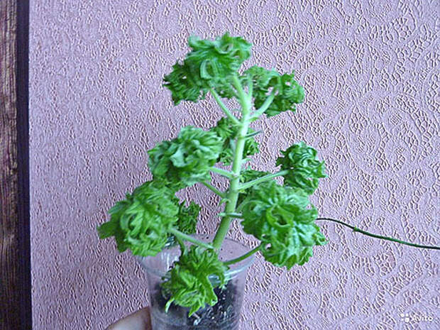 Душистая пеларгония курчавая Душистая пеларгония курчавая