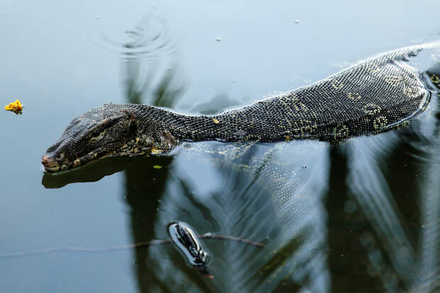 Двухметровый ящер съел огромную змею в крупном городе