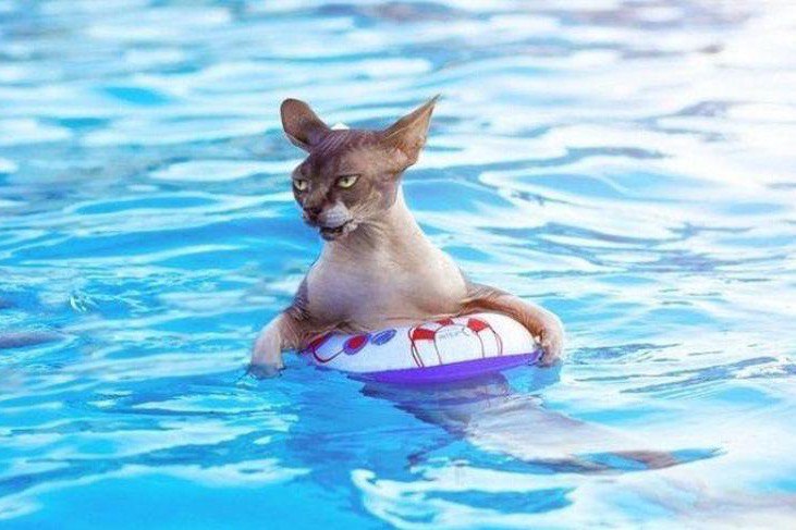 Морские котики) Морские котики)