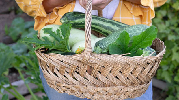 Соседи будут в шоке: простой способ собрать урожай кабачков на месяц раньше срока