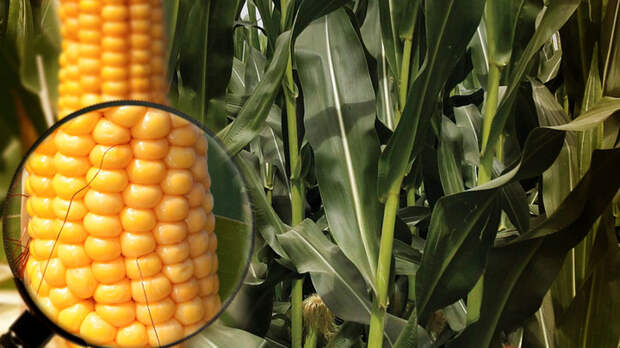 В Европе вновь настаивают на свободе от ГМО