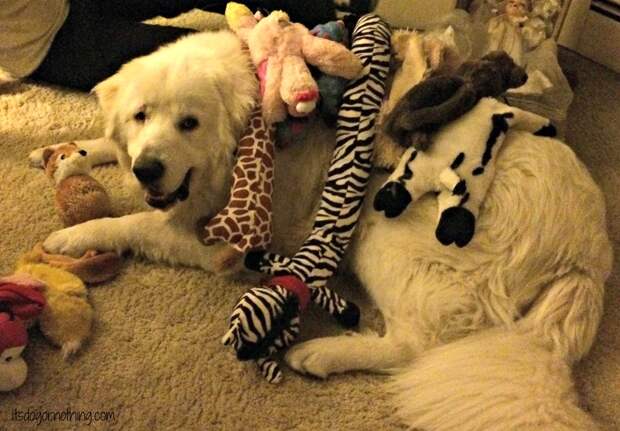 Great Pyrenees