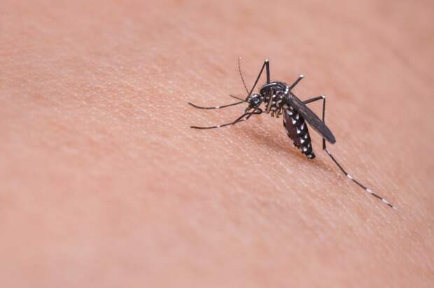 Петербуржцам рассказали, какие болезни могут переносить комары