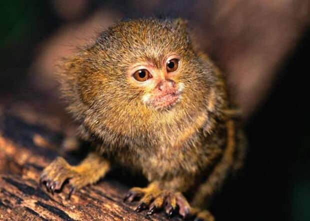 Игрунки карликовые - самые маленькие приматы на земле
